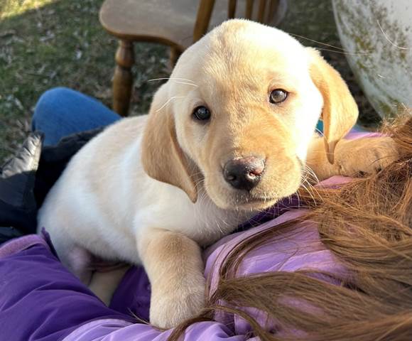 A dog lying on a person's chest

Description automatically generated