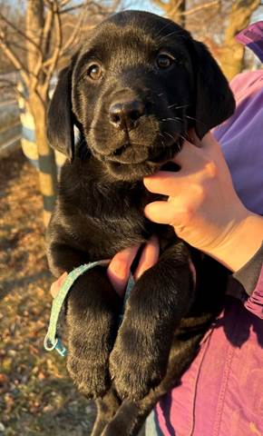 A person holding a black puppy

Description automatically generated