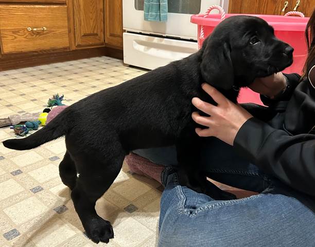 A person petting a black puppy

Description automatically generated