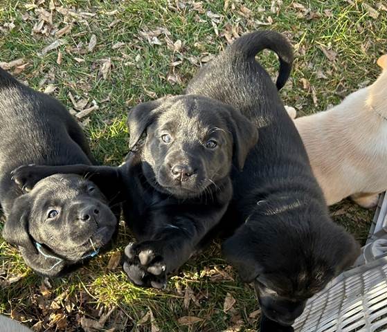 A group of puppies lying on grass

Description automatically generated