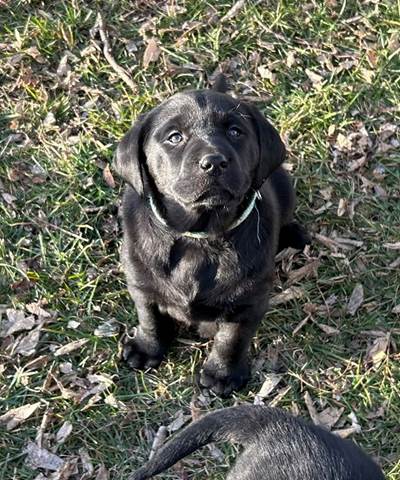 A black puppy sitting on grass

Description automatically generated