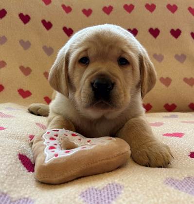 A puppy lying on a blanket with a heart shaped pillow

Description automatically generated