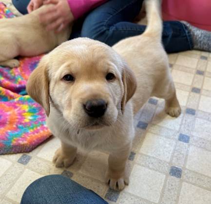 A puppy standing on a tile floor

Description automatically generated