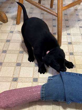 A black puppy sniffing a chair

Description automatically generated