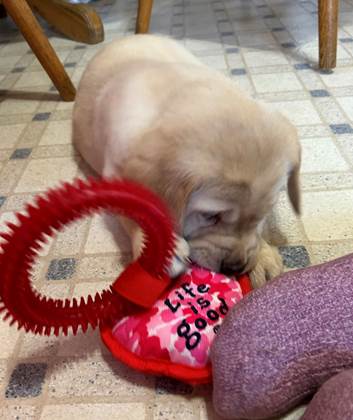 A puppy playing with a toy

Description automatically generated