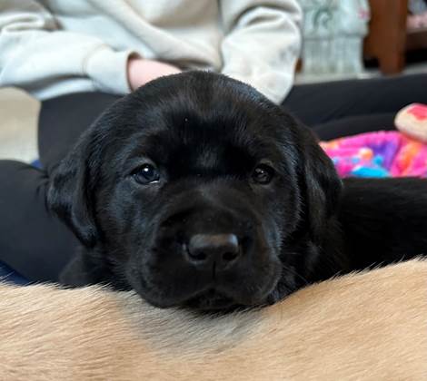 A black puppy lying on a person's lap

Description automatically generated