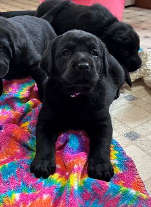 A group of black puppies lying on a colorful blanket

Description automatically generated