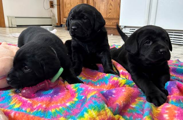 A group of black puppies lying on a colorful blanket

Description automatically generated