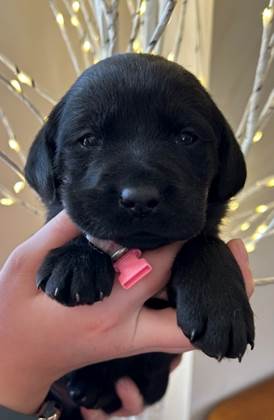 A hand holding a black puppy

Description automatically generated