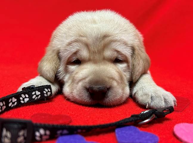 A puppy lying on a leash

Description automatically generated