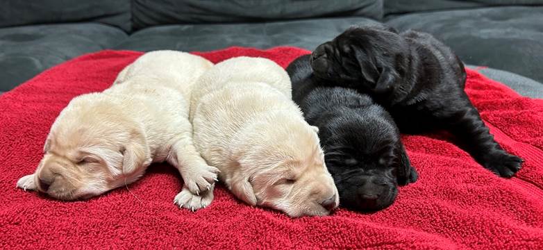 A group of puppies sleeping on a red blanket

Description automatically generated