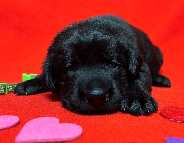 A black puppy lying on a red surface with hearts

Description automatically generated