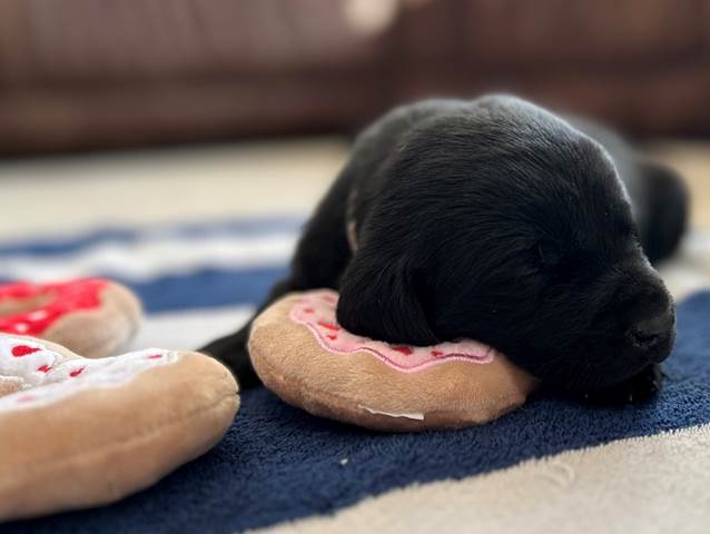 A black puppy lying on a blue and white striped rug with a toy

Description automatically generated