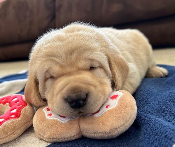 A puppy lying on a blanket with a stuffed animal

Description automatically generated