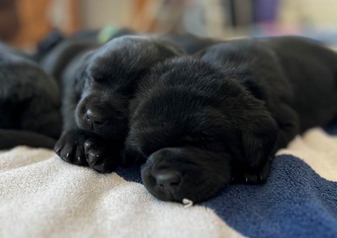 A black puppies sleeping on a blanket

Description automatically generated