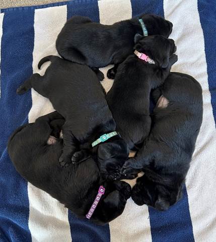 A group of puppies lying on a blanket

Description automatically generated