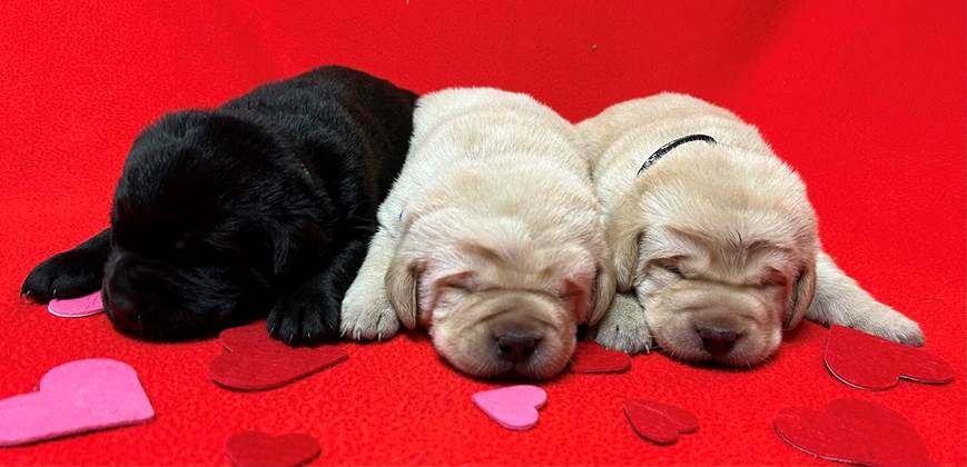 A group of puppies sleeping on a red surface

Description automatically generated