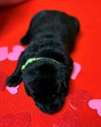 A black puppy lying on a red surface with hearts

Description automatically generated