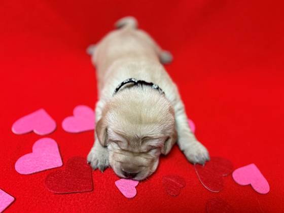 A puppy lying on a red surface with hearts

Description automatically generated