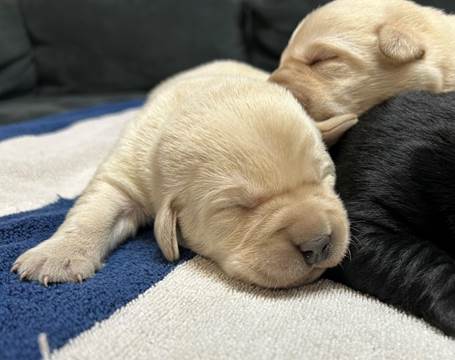 Two puppies sleeping on a blanket

Description automatically generated