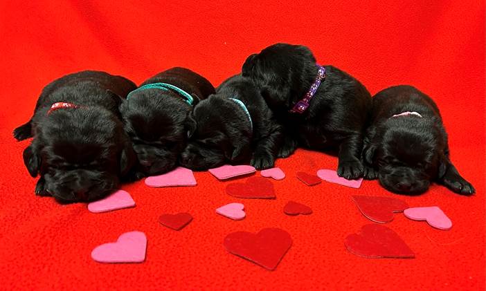 A group of black puppies sleeping on a red surface with hearts

Description automatically generated