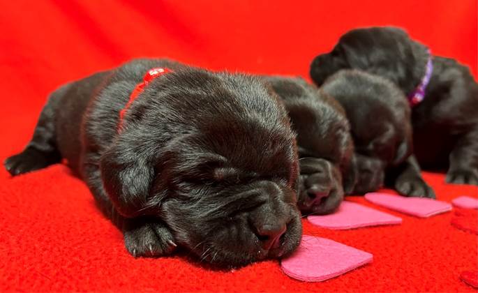 A group of black puppies lying on a red surface

Description automatically generated