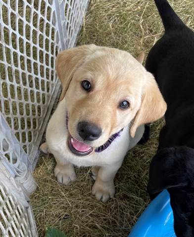 A dog sitting in a cage

Description automatically generated