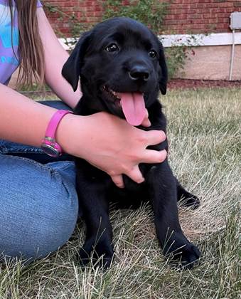 A person holding a black puppy

Description automatically generated with medium confidence