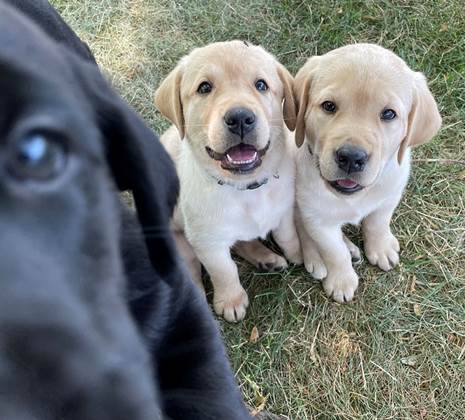 A group of puppies sitting on grass

Description automatically generated with medium confidence