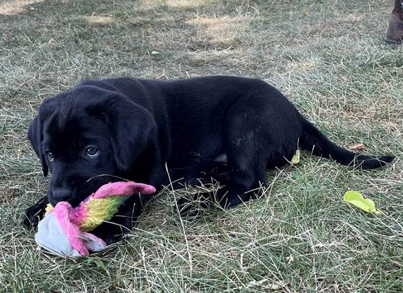 A black puppy lying on grass with a toy in its mouth

Description automatically generated with low confidence