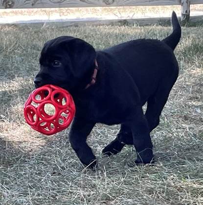 A black puppy with a red ball in its mouth

Description automatically generated