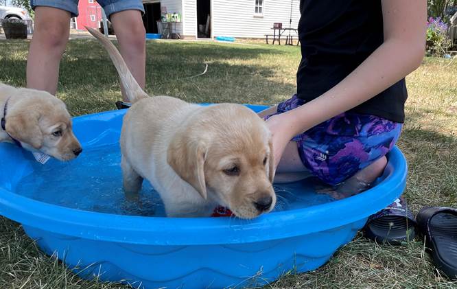 A dog in a pool

Description automatically generated with medium confidence