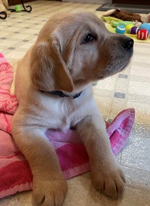 A puppy lying on a towel

Description automatically generated with medium confidence