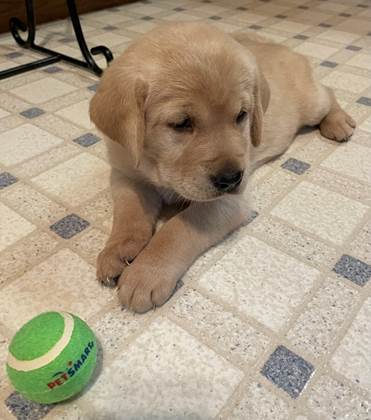 A puppy lying on the floor with a ball

Description automatically generated with medium confidence