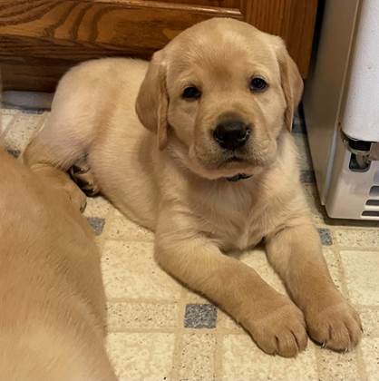 A puppy lying on the floor

Description automatically generated with medium confidence