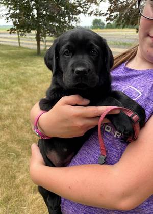 A person holding a black puppy

Description automatically generated with medium confidence