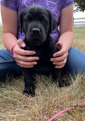 A person holding a black puppy

Description automatically generated with medium confidence