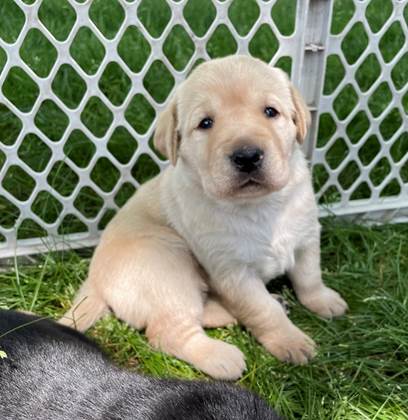 A puppy sitting in grass next to a fence

Description automatically generated with low confidence