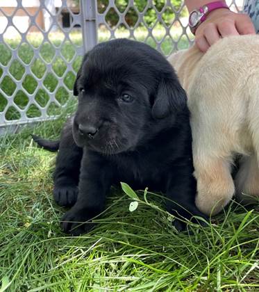 A black puppy in a pen

Description automatically generated with low confidence