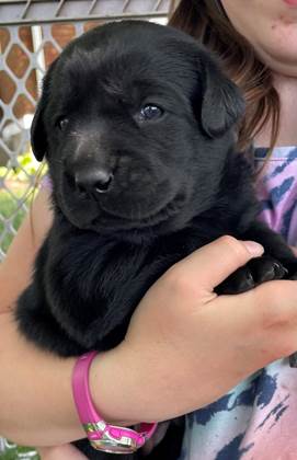 A person holding a black puppy

Description automatically generated with medium confidence