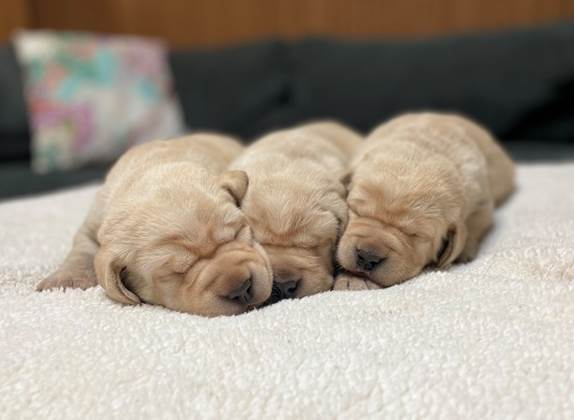 A group of puppies sleeping on a blanket

Description automatically generated