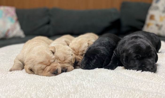 A group of puppies sleeping on a blanket

Description automatically generated