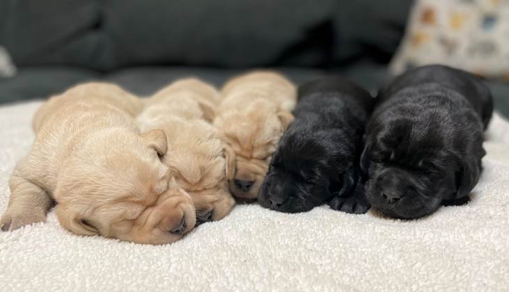 A group of puppies sleeping on a blanket

Description automatically generated with medium confidence