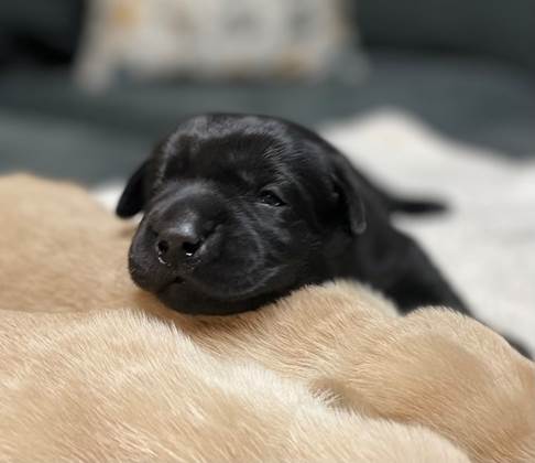 A black puppy lying on a tan dog

Description automatically generated with low confidence