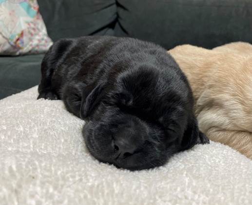 A black puppy sleeping on a white blanket

Description automatically generated with medium confidence