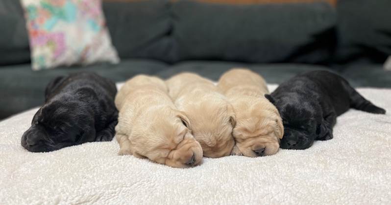 A group of puppies sleeping on a blanket

Description automatically generated with medium confidence