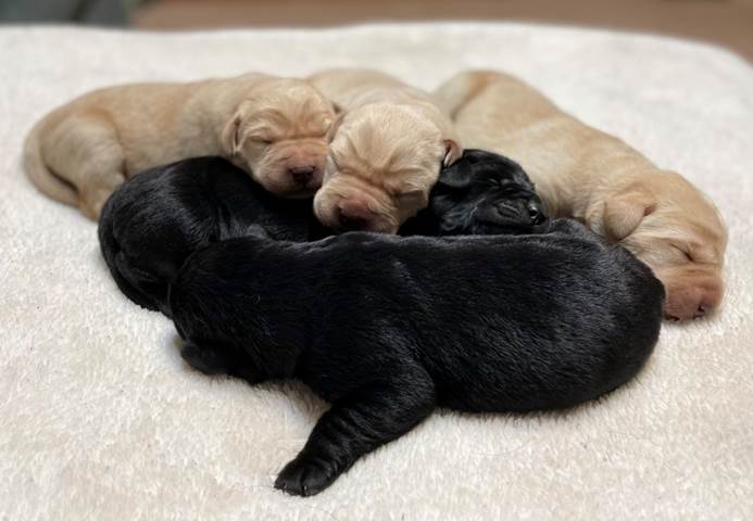 A group of puppies sleeping on a blanket

Description automatically generated with medium confidence