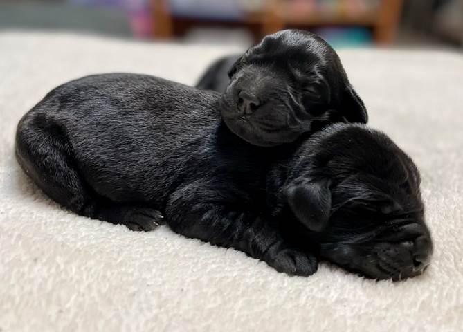 A black puppies lying on a white surface

Description automatically generated with low confidence