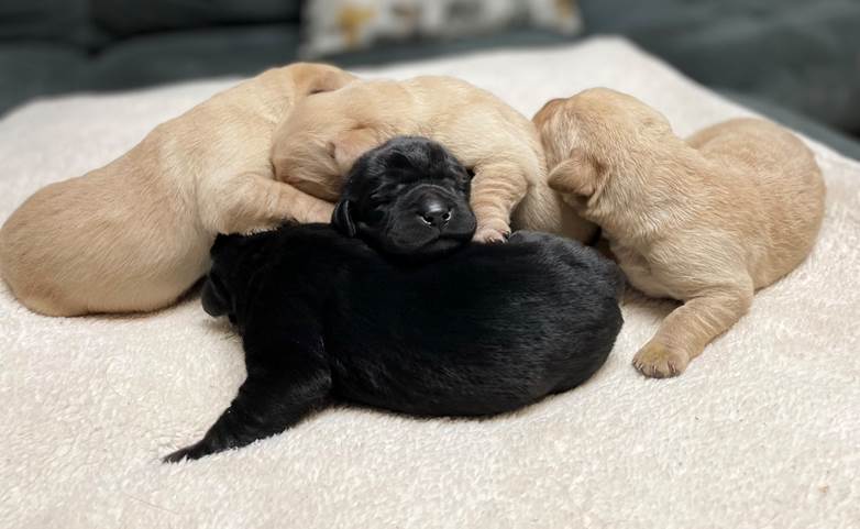 A group of puppies lying on a blanket

Description automatically generated with medium confidence