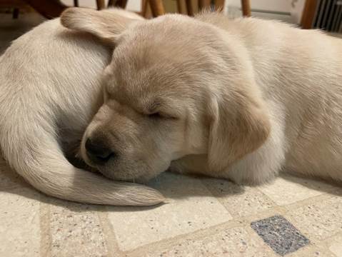 A dog sleeping on the floor

Description automatically generated with medium confidence